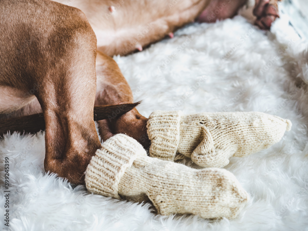 Charming, sweet puppy of chocolate color. Close-up, indoor. Day light. Concept of care, education, obedience training, raising pets Charming, sweet puppy of chocolate color. Close-up, indoor. Day light. Concept of care, education, obedience training, raising pets