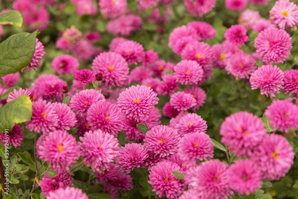 Pink autumn chrysanthemum flowers in the garden, floral background Pink autumn chrysanthemum flowers in the garden, floral background