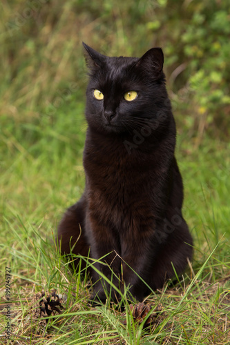 Bombay black cat portrait with yellow eyes sit outdoors in grass in garden in nature