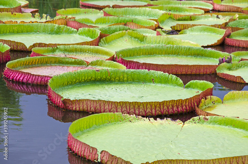 Beautiful Victoria waterlily leaves and reflection in the water
