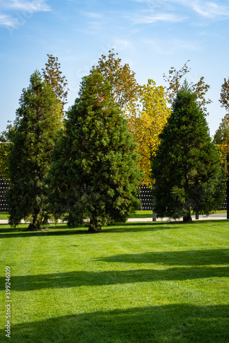 Giant sequoiadendron (Giant sequoia or giant sequoia) in city park of Krasnodar. Close-up. Three young trees Giant sequoiadendron grow on green lawn of Galician Square. Sunny Autumn 2020