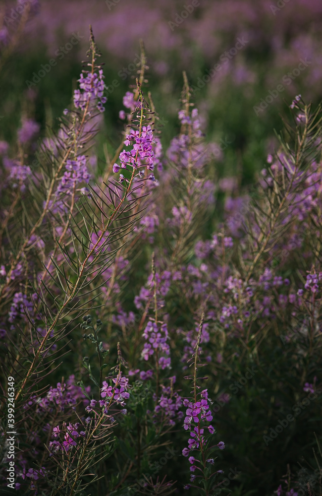 Fototapeta premium Summer pink wildflowers. Natural lighting against the setting sun.