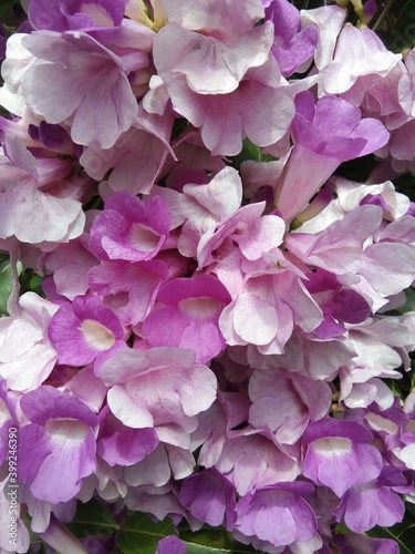 Beautiful purple flowers like the cherry blossoms of the vines © ARIS PANDA