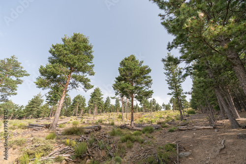 pine forest in Sierra Nevada © Javier