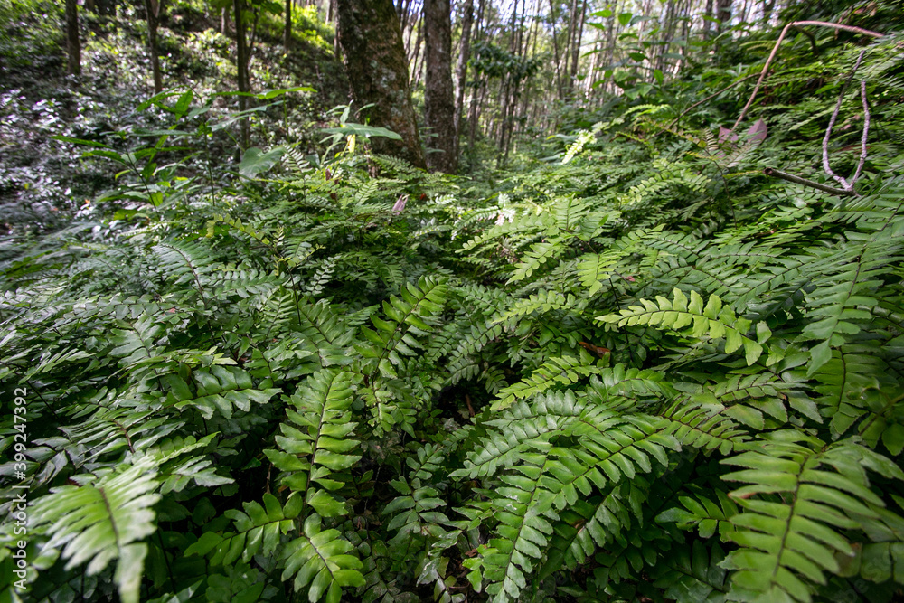 fern in the forest fern in the forest