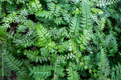 fern leaf background