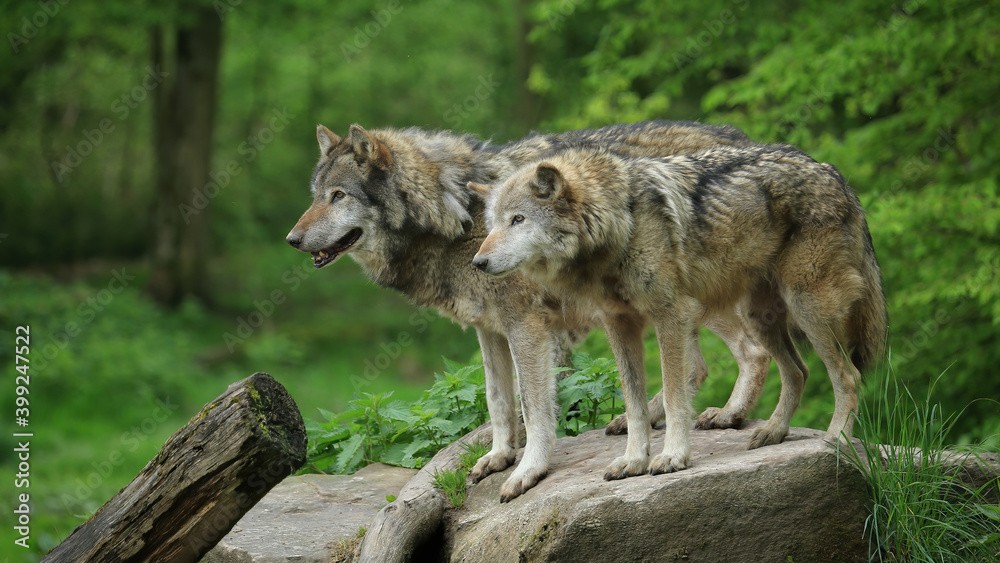 Couple de loups gris au printemps