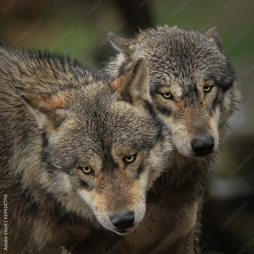 Couple de loups gris