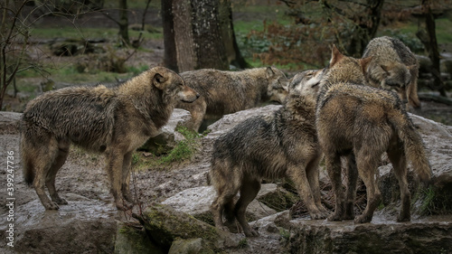 Meute de loups gris