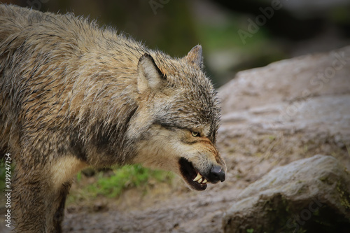 Loup gris agressif