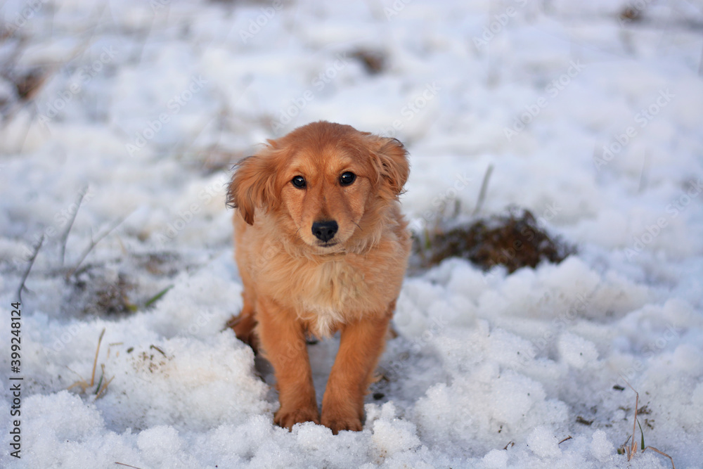 Unwanted scared puppy dog being lonely outside in winter