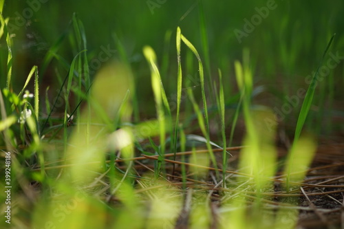 Thin green grasses grow in sun light