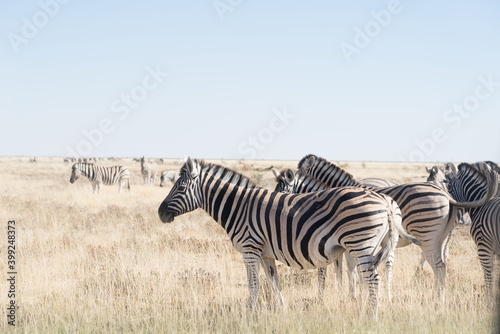 zebra in the savannah