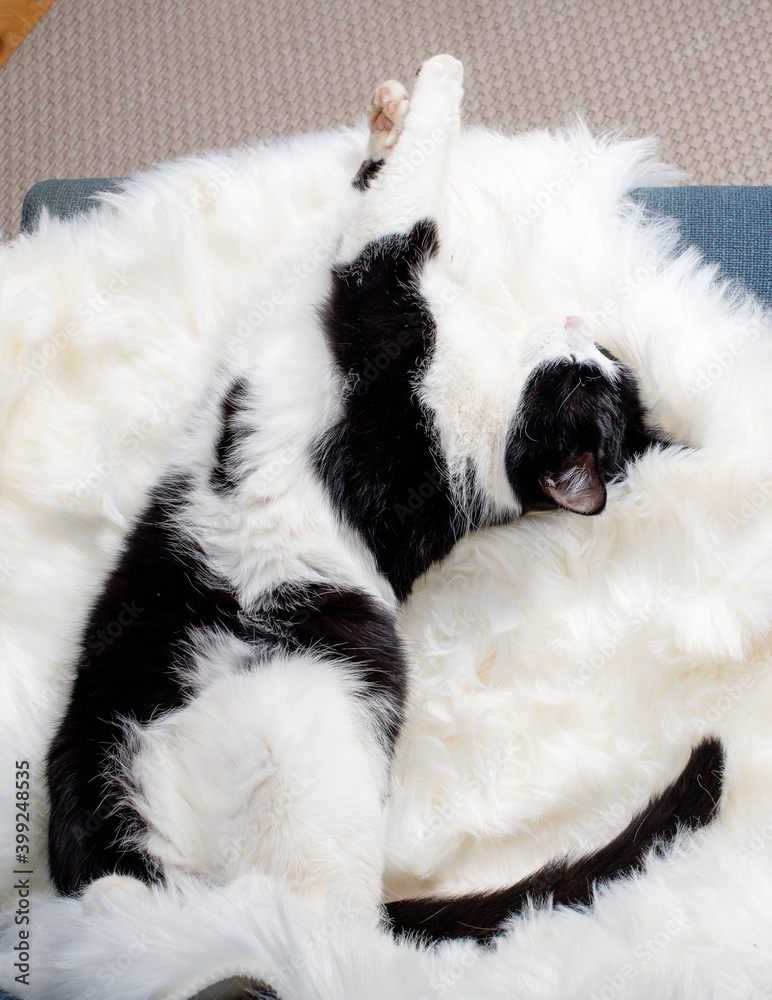 cute little cat sleeping on fluffy white hygge concept cute little cat sleeping on fluffy white hygge concept