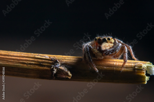 Little jumping spider on a dry flowers stick  with dark backgrounds  © itsuky