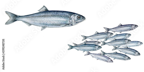 realistic illustration off herring (Clupea harengus)fish and a shoal of herrings on white, watercolor hand drawn illustration