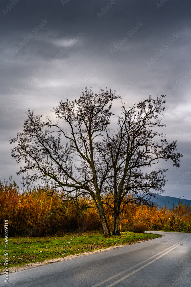 isolated tall tree beside of the road at fall time isolated tall tree beside of the road at fall time