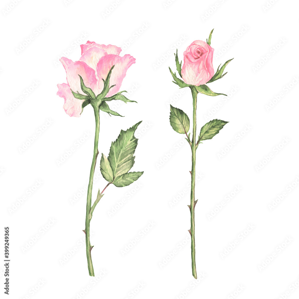 Beautiful illustration of roses with foliage drawn on paper with paints Beautiful illustration of roses with foliage drawn on paper with paints