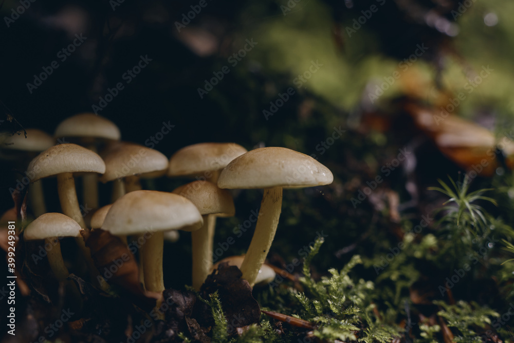 Fototapeta premium Mushrooms growing on a tree trunk in the forest. Irati forest in autumn
