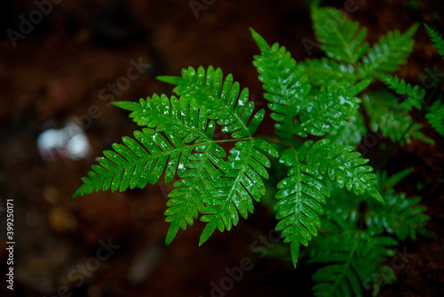 Eagle Fern Leaves With Water Drops, High quality photography, Macro photography, Blur background, Beautiful photography of Eagle Fern Leaves