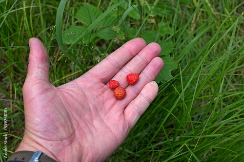 forest strawberry on a man's palm