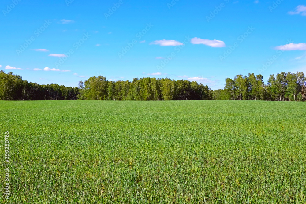 Obraz premium green field and blue sky