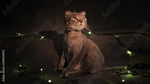 A shaved Scottish grey cat lies on a bed with a Christmas garland photo