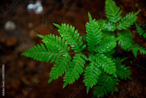 Eagle Fern Leaves With Water Drops, High quality photography, Macro photography, Blur background, Beautiful photography of Eagle Fern Leaves