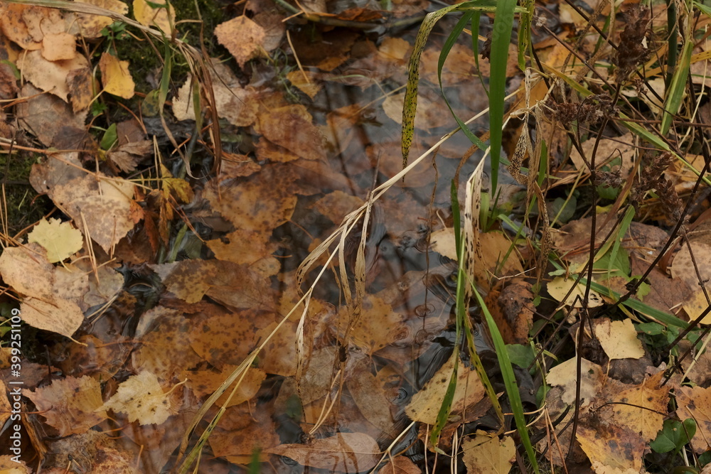 autumn leaves on the ground autumn leaves on the ground