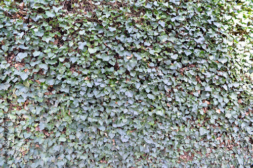 covered fence background. Green surface, natural creeping ivy plant cover. © Carles