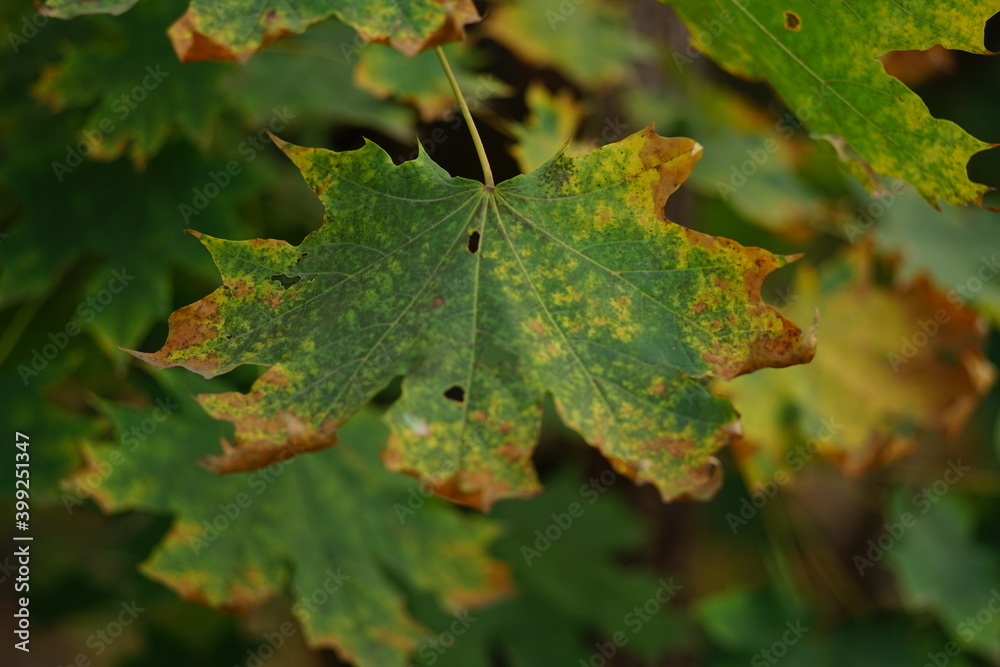 maple tree green leaves with dry brown ends in the autumn forest closeup maple tree green leaves with dry brown ends in the autumn forest closeup