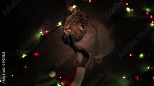 A shaved Scottish grey cat lies on a bed with a Christmas garland photo