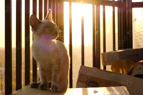 cat in the sun