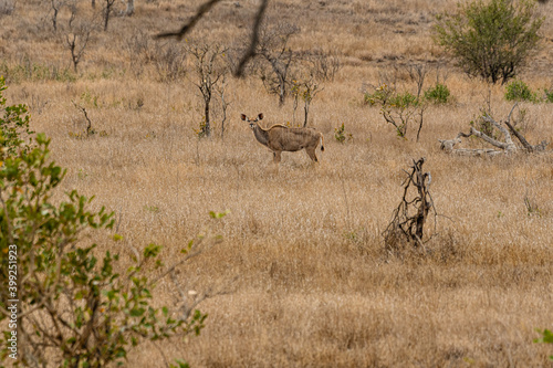 Kruger National Park