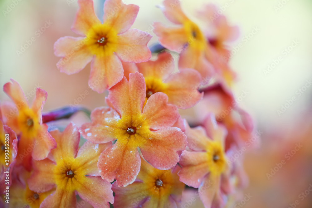 Primula bulleyana