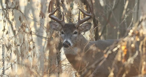 White-tailed Deer buck, snorting, steam from nostrils, taken in southern MN