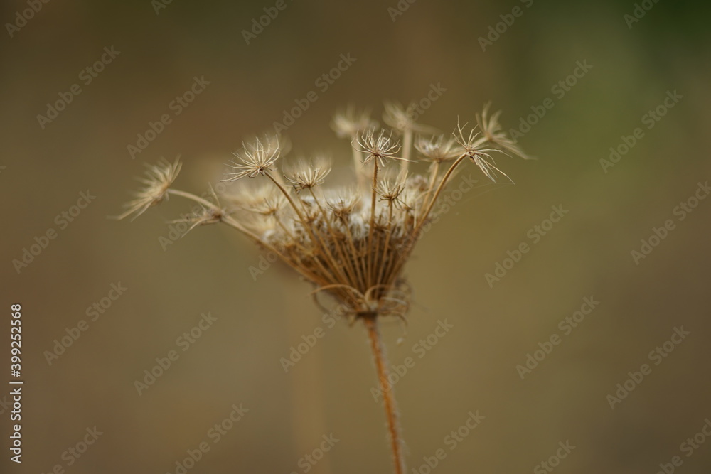 Dry dill umbrella sprout grow in the brown blurred garden. Dry dill umbrella sprout grow in the brown blurred garden.