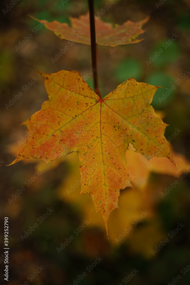 autumn maple big brown leaf grows in the forest autumn maple big brown leaf grows in the forest
