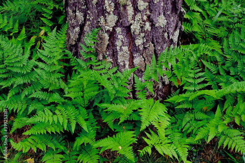 green moss on the wall