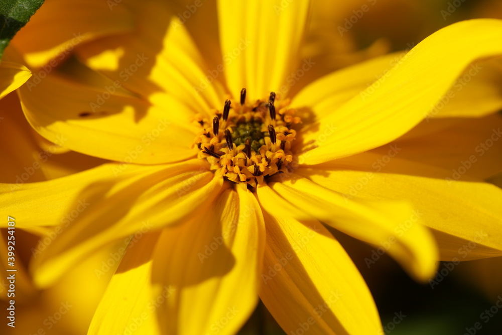 blühender Gelber Sonnenhut, Blumen, Deutschland blühender Gelber Sonnenhut, Blumen, Deutschland