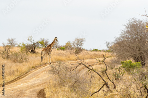 Kruger National Park