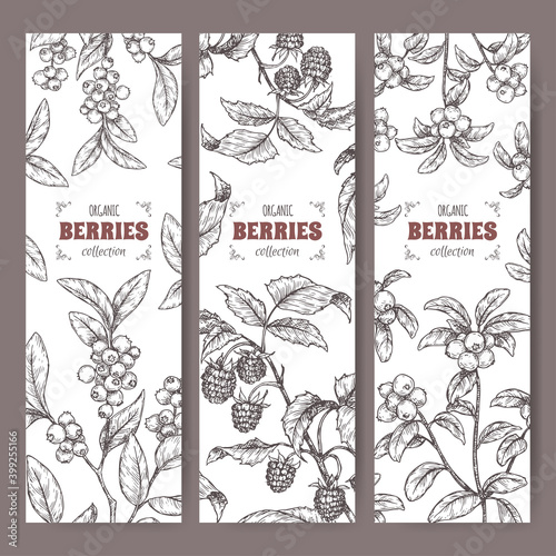 Set of three labels with blueberry, cranberry and raspberry branch sketch.