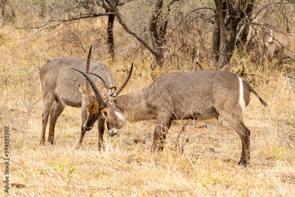 Obraz premium Kruger National Park