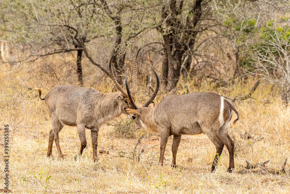 Kruger National Park Kruger National Park