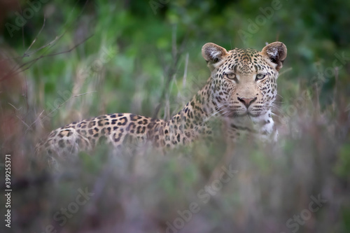 Leopard lying in the grass in the Kruger National Park