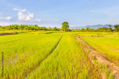 .New rice planted in the field