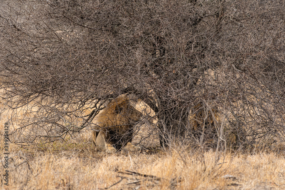 Obraz premium Kruger National Park