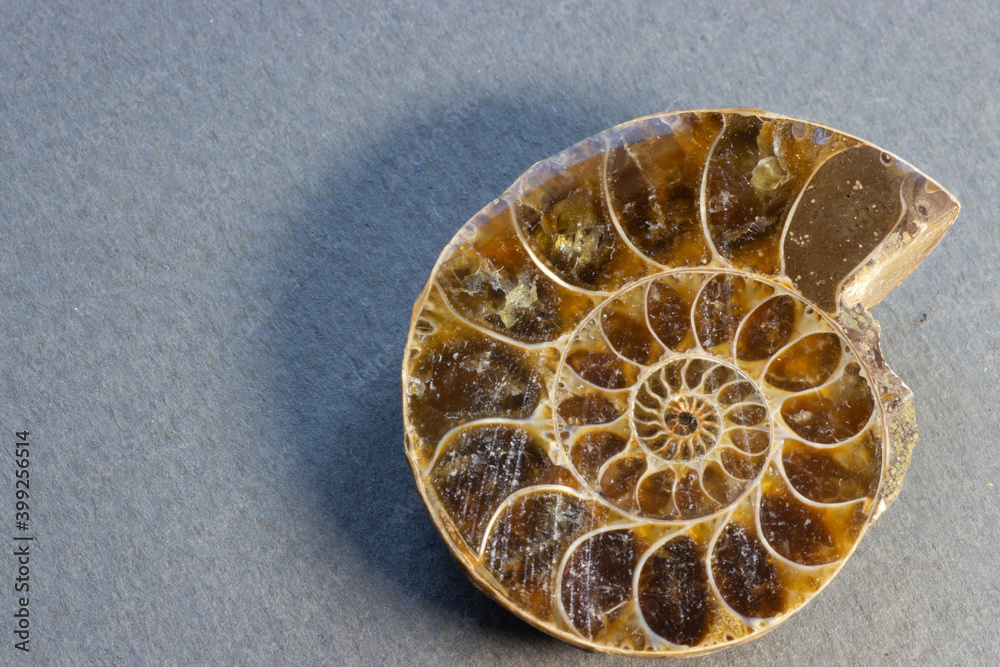 Ammonite on gray background Ammonite on gray background