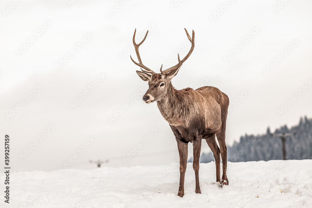 noble deer male in winter snow