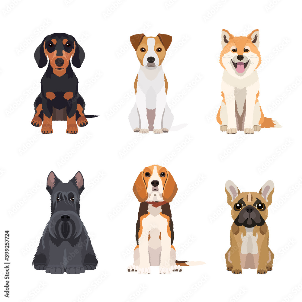 Set of different dogs breeds in flat style. Vector objects isolated on white background